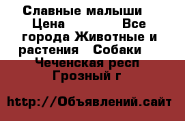 Славные малыши! › Цена ­ 10 000 - Все города Животные и растения » Собаки   . Чеченская респ.,Грозный г.